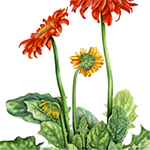 Gerber Daisy